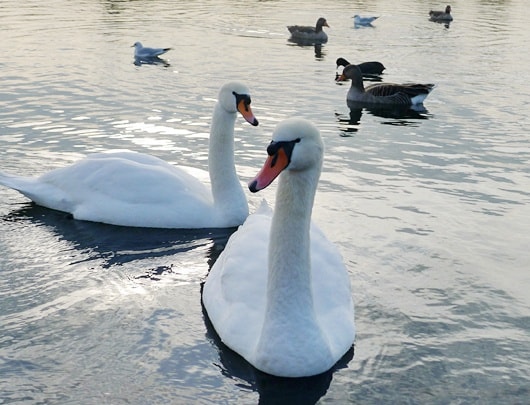 swan lake :P