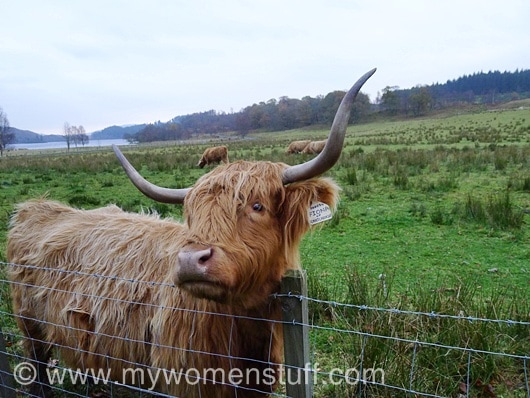 highland cows say hello