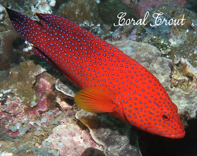 coral trout 