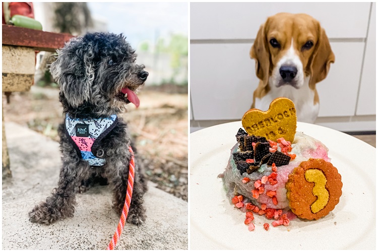 zera a black toy poodle and sherlock a beagle enjoying his birthday cake