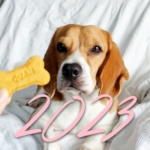 beagle looking at a biscuit with 2023 on the bottom